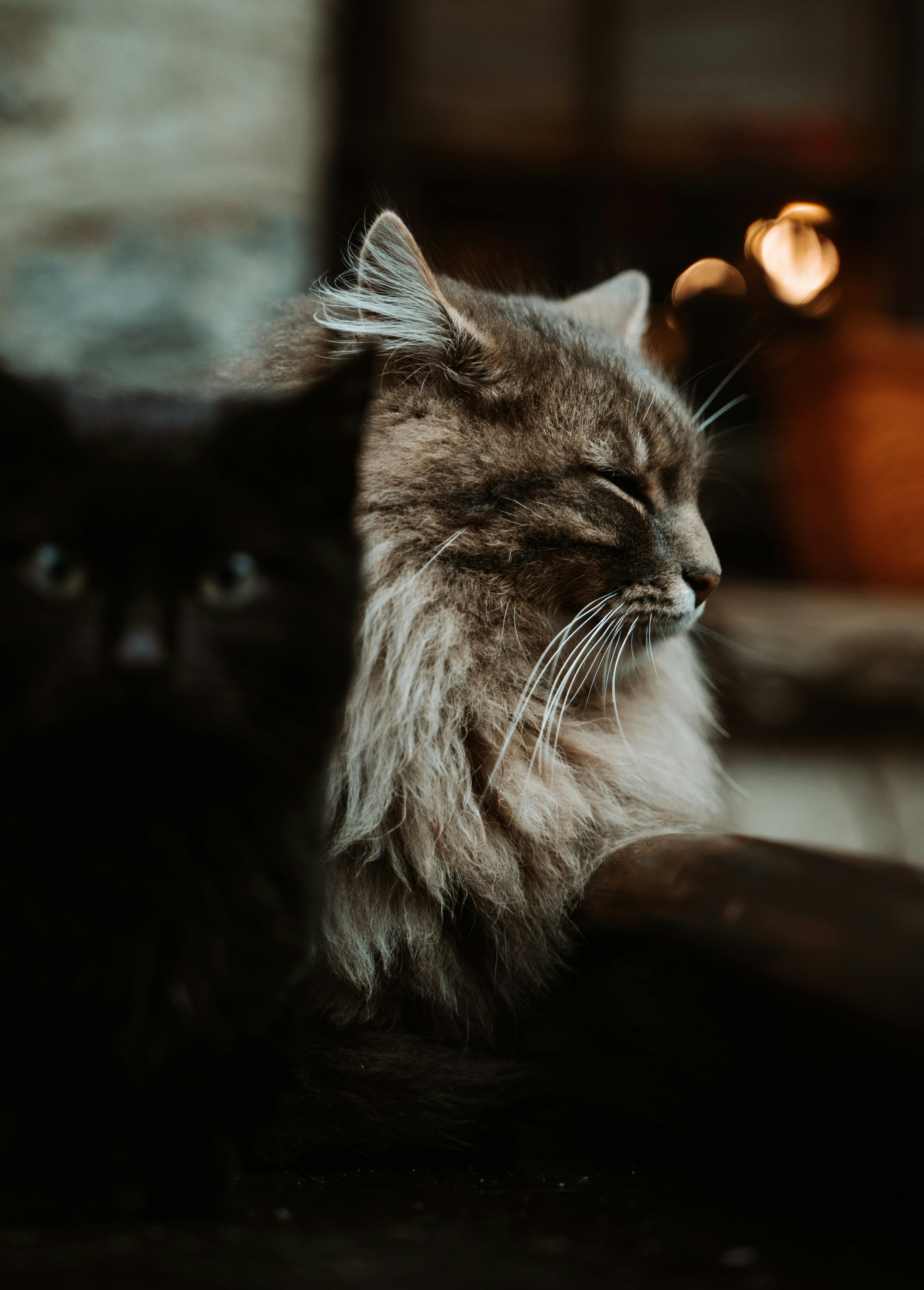 Cats in Close Up Photography · Free Stock Photo