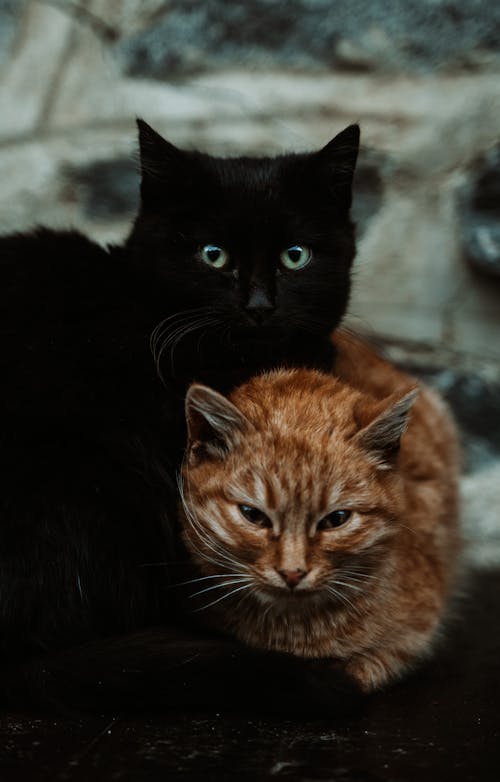 A Black Cat and a Tabby Cat 