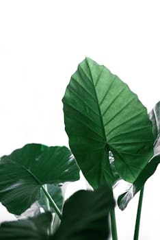 Captivating close-up of lush green tropical leaves against a bright background, showcasing natural beauty.