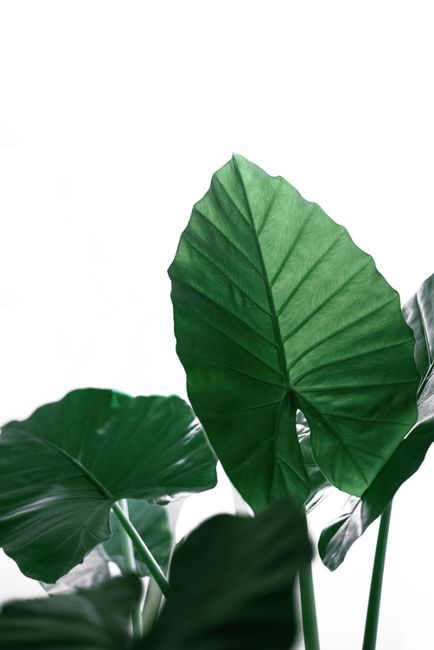 Captivating close-up of lush green tropical leaves against a bright background, showcasing natural beauty.