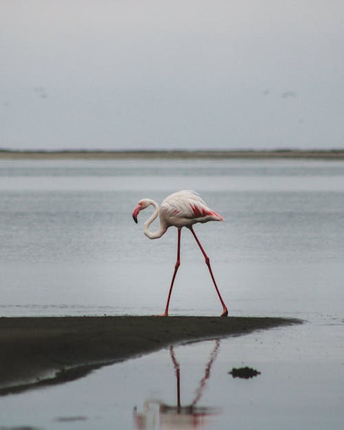 Imagine de stoc gratuită din apă curgătoare, birdwatching, faună sălbatică