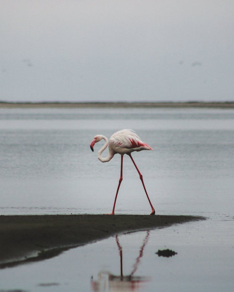 Flamingo By River