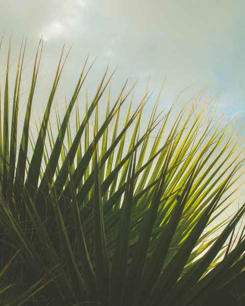 Free Close-up shot of green palm leaves under a bright summer sky, showcasing lush foliage and natural beauty. Stock Photo