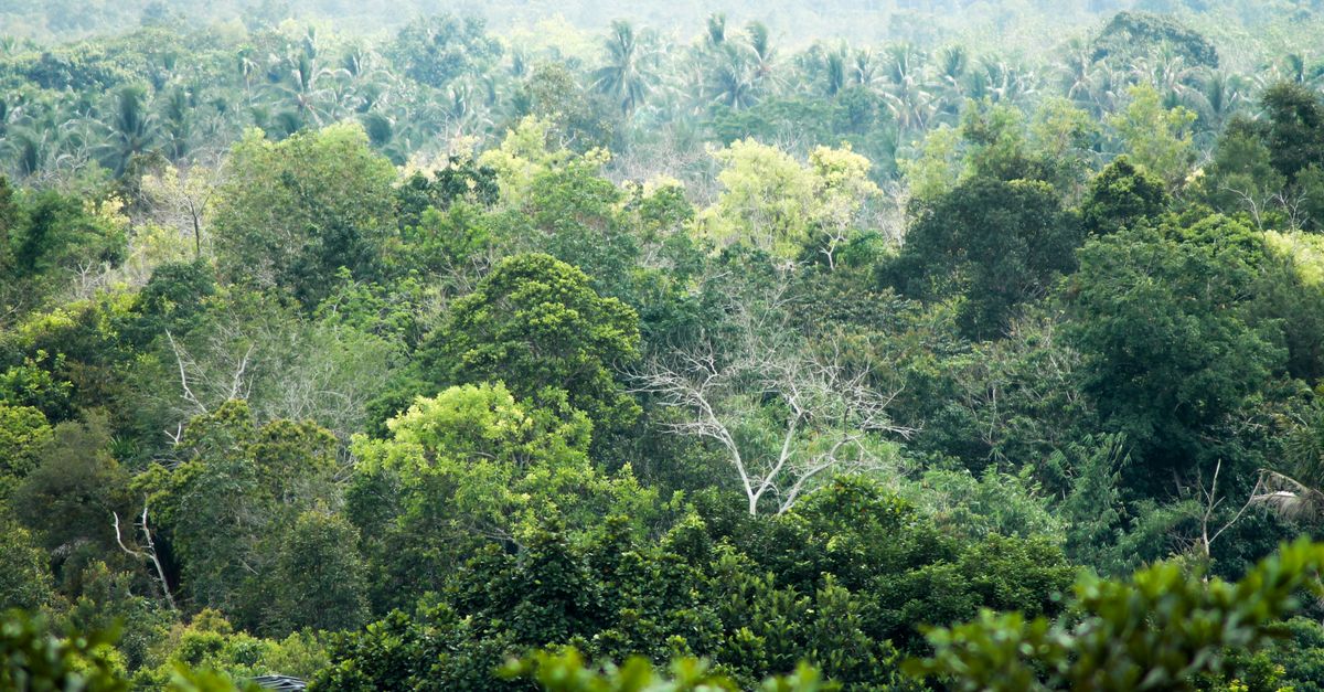 kalimantan fires
