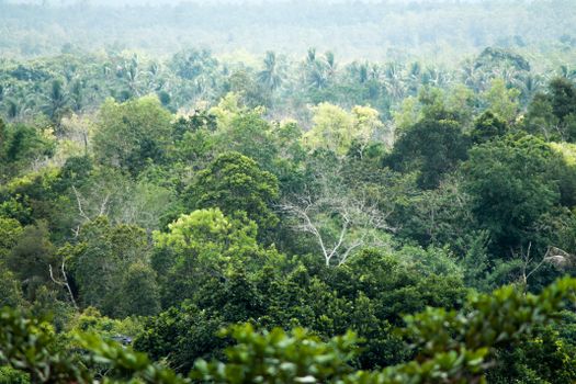 Gomantong caves bird's nest tour — Borneo