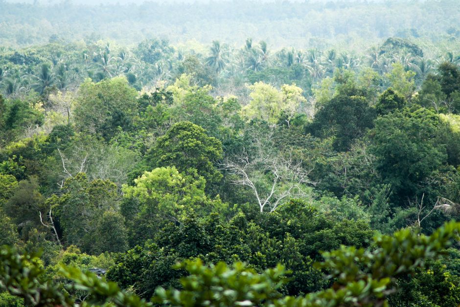 Konservasi Rumbia sebagai Jantung Hutan: Peluang Agroforestri di Kalimantan