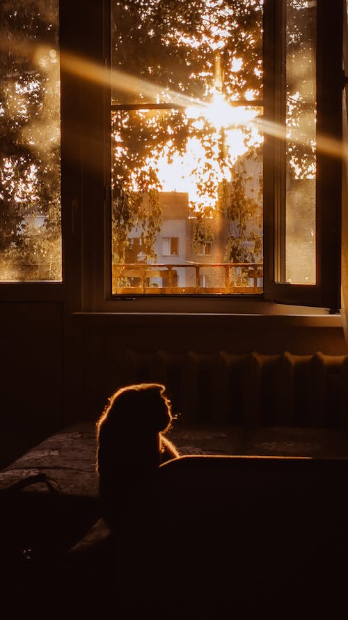 Kostnadsfri bild av barndom, gyllene solnedgång, kattunge