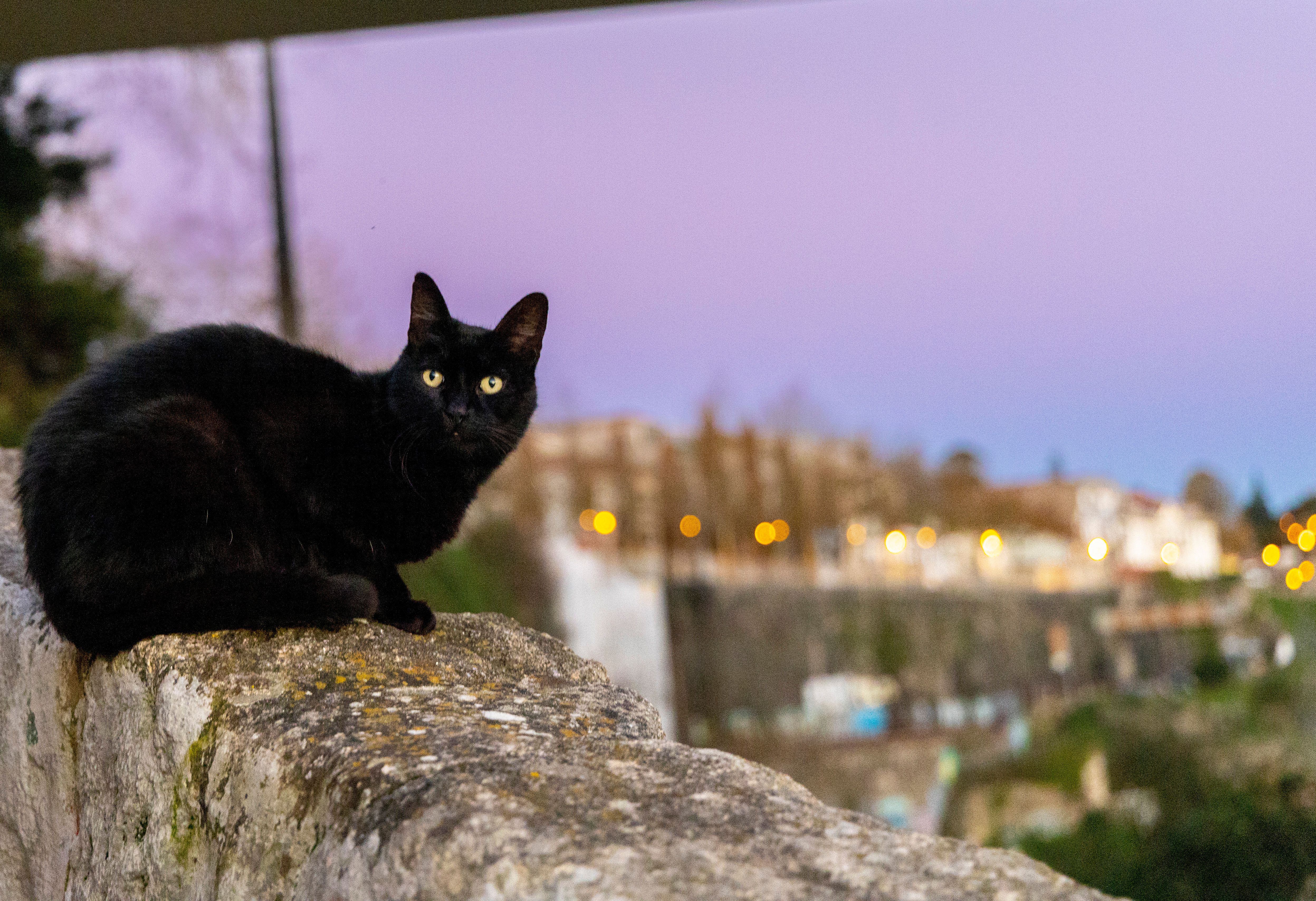 Close Up Shot of a Black Cat · Free Stock Photo