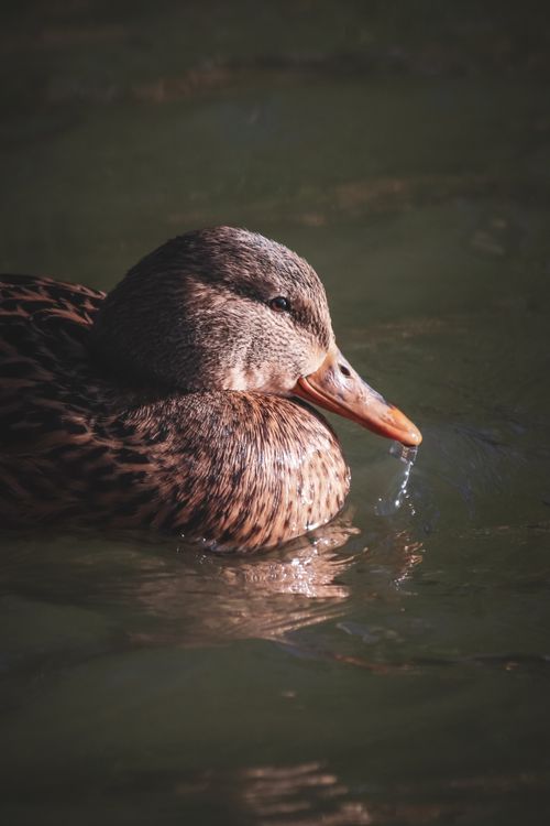 Free Detailed portrait of a mallard duck showing its colorful feathers and reflection on water. Stock Photo