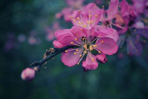 Základová fotografie zdarma na téma botanický, detail, fialová kytka