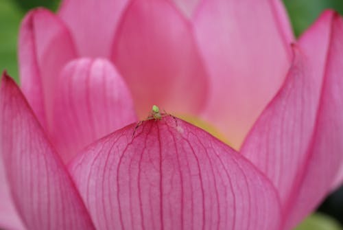 Close-Up Photo of Small Spider on Pink Flower