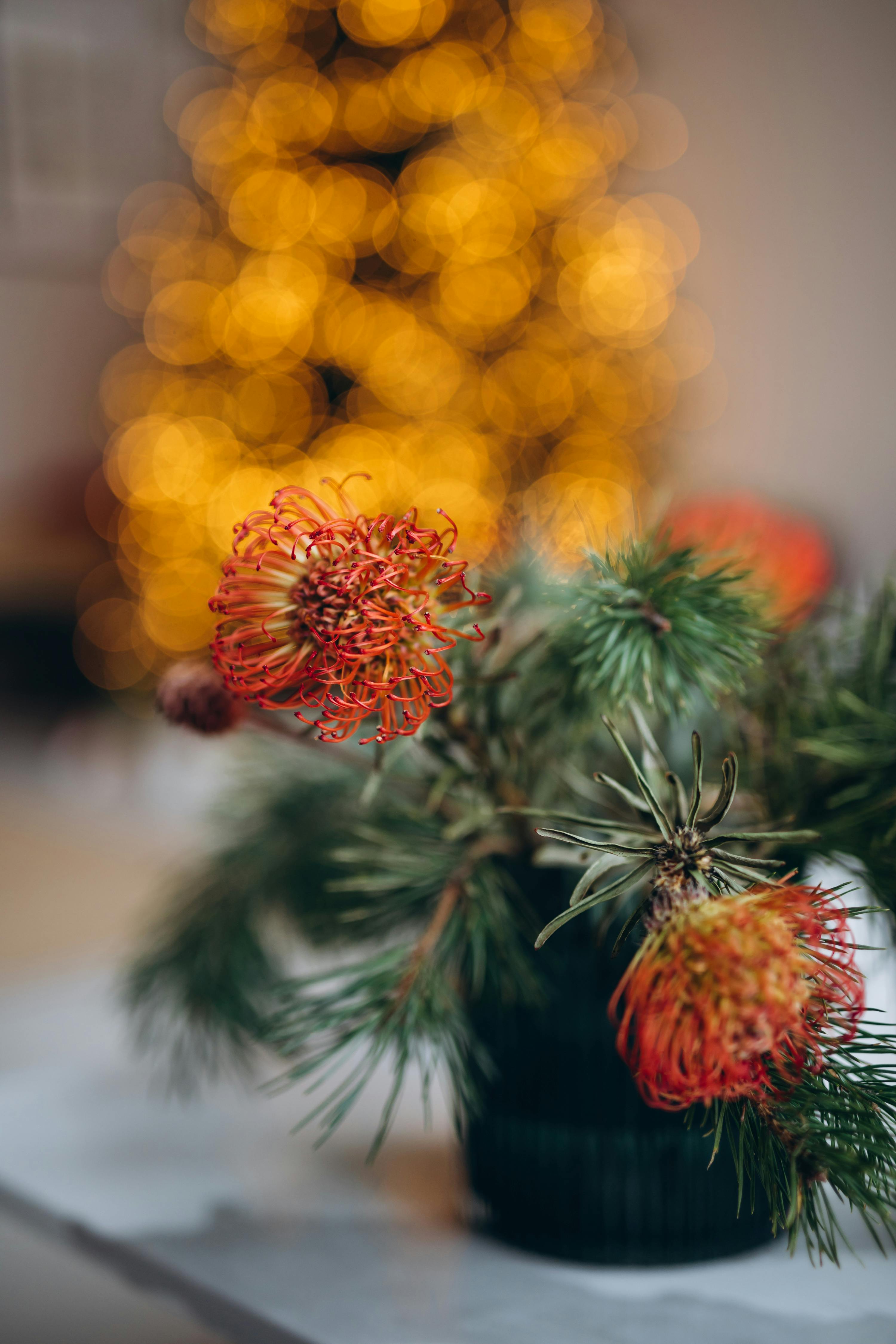 Close-up of protea flowers in a festive setting with a blurred Christmas tree in the background.