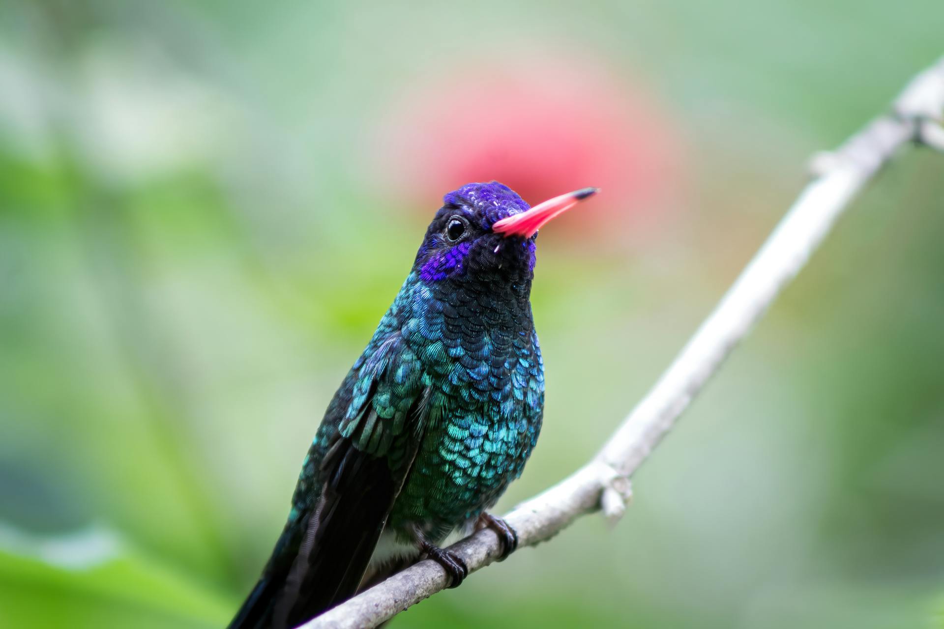 White-Chinned Sapphire Perched on a Branch