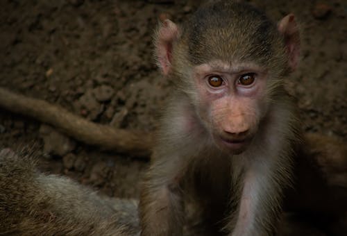무료 개코원숭이, 귀여운, 동물의 무료 스톡 사진