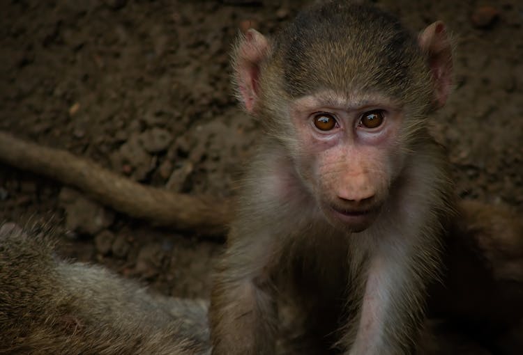 Close-up Photo Of A Baby Baboon