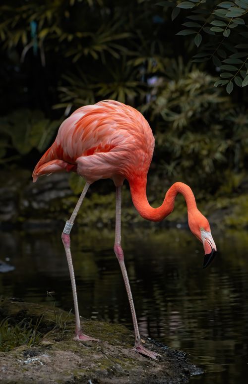 Free Elegant American flamingo wading by a river in Cali, Colombia. Stock Photo