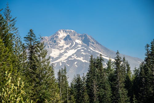 Majestic Mountain and Forest, Mount Hood, Oregon, USA