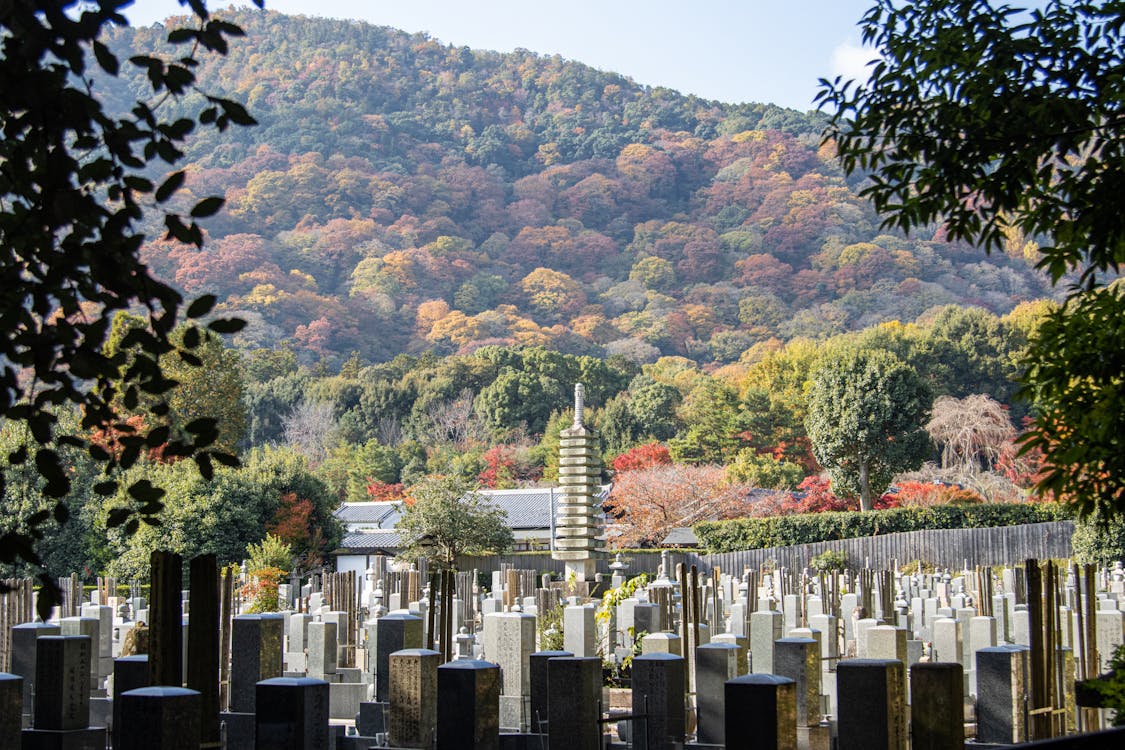 Free stock photo of cemetery, fall colors, fall trees