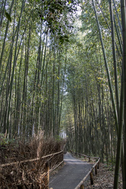 Free stock photo of arashiyama, arashiyama bamboo, arashiyama bamboo forest