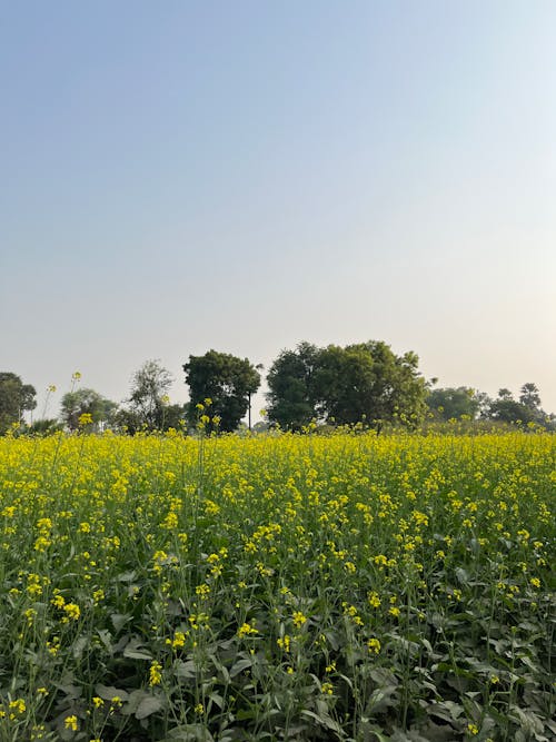 Clear Sky over Meadow with Flowers