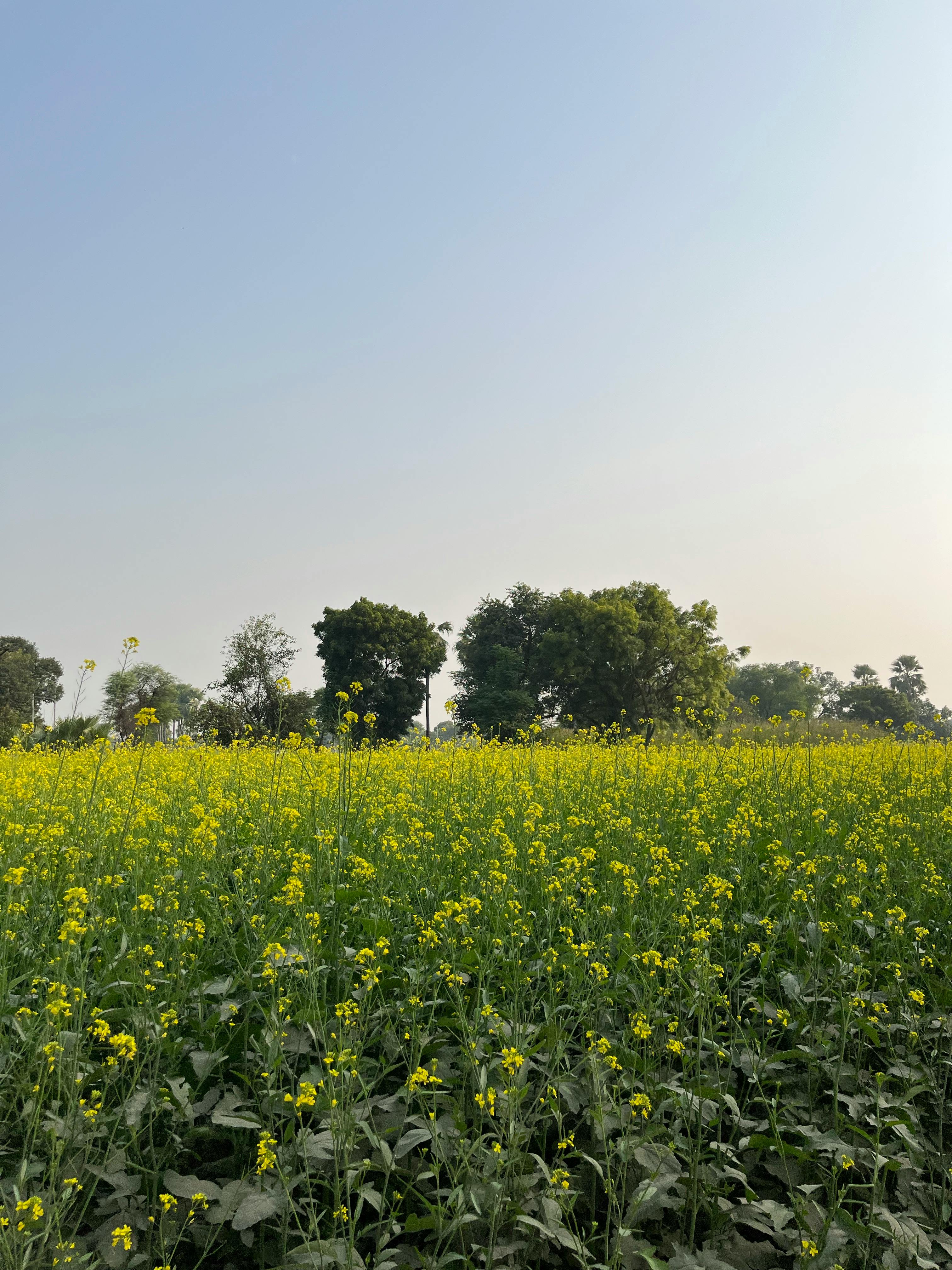 SyedMohammadQasim on Twitter Mom hates buying cooking oilShe made it a  point that we should ensure a good yield variety of mustard is planted this  httpstcojiNglG6Pw6 we visiter our farms to see