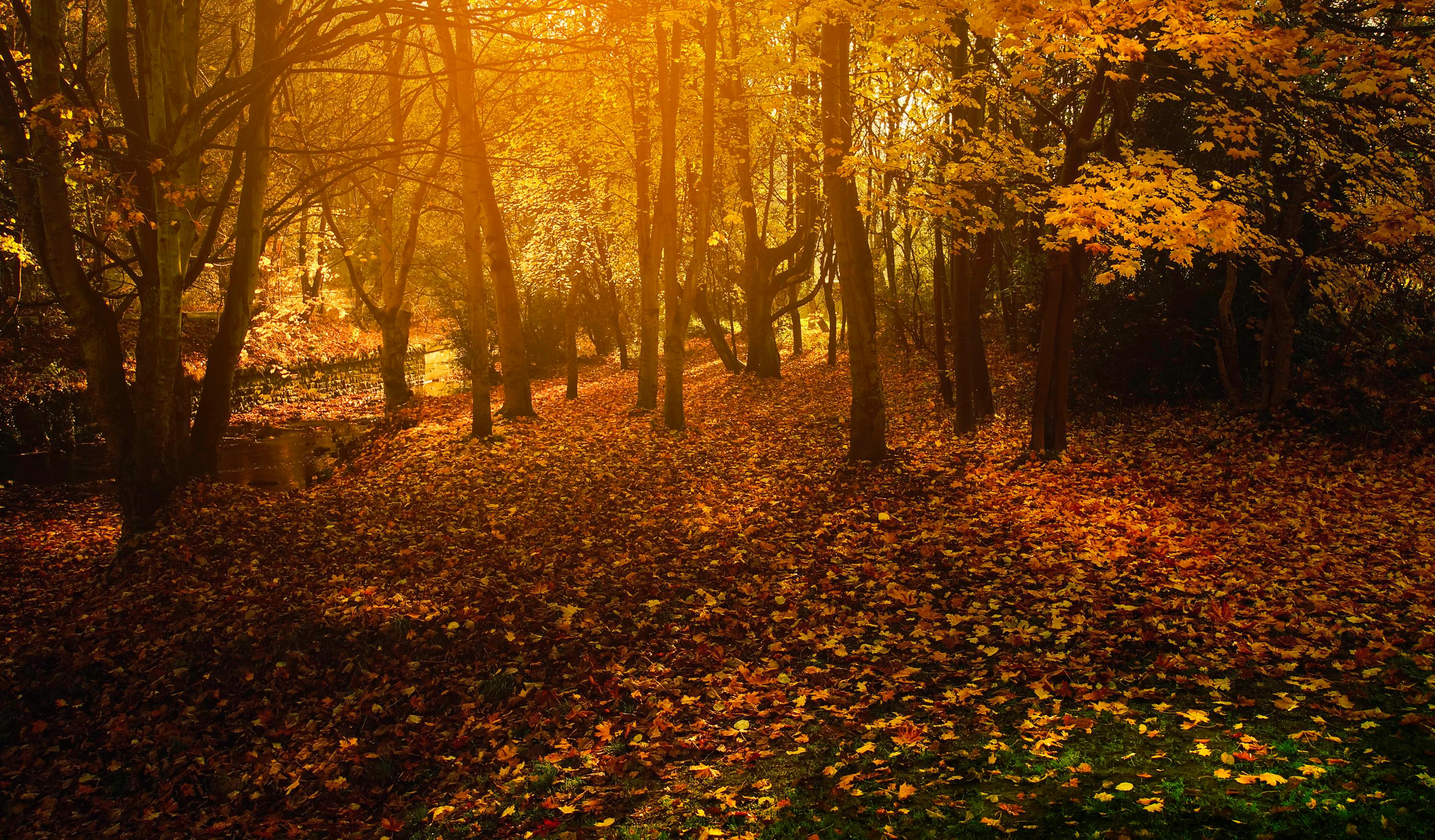 迷人的秋季森林里，金色的叶子和柔和的阳光透过树木