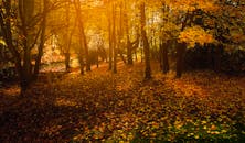 迷人的秋季森林里，金色的叶子和柔和的阳光透过树木