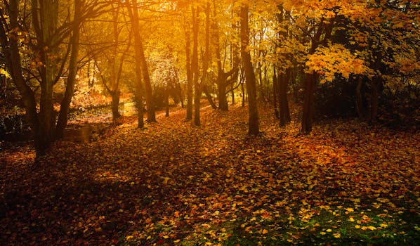 迷人的秋季森林里，金色的叶子和柔和的阳光透过树木