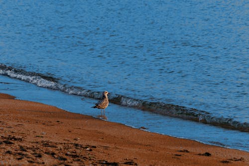 Foto profissional grátis de animais selvagens, areia marrom, ave