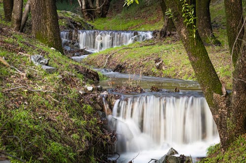 Imagine de stoc gratuită din arbori, cascadelor, codru