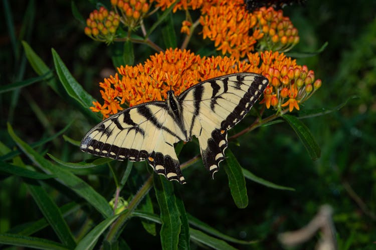 Swallowtail Butterfly On A Flower 