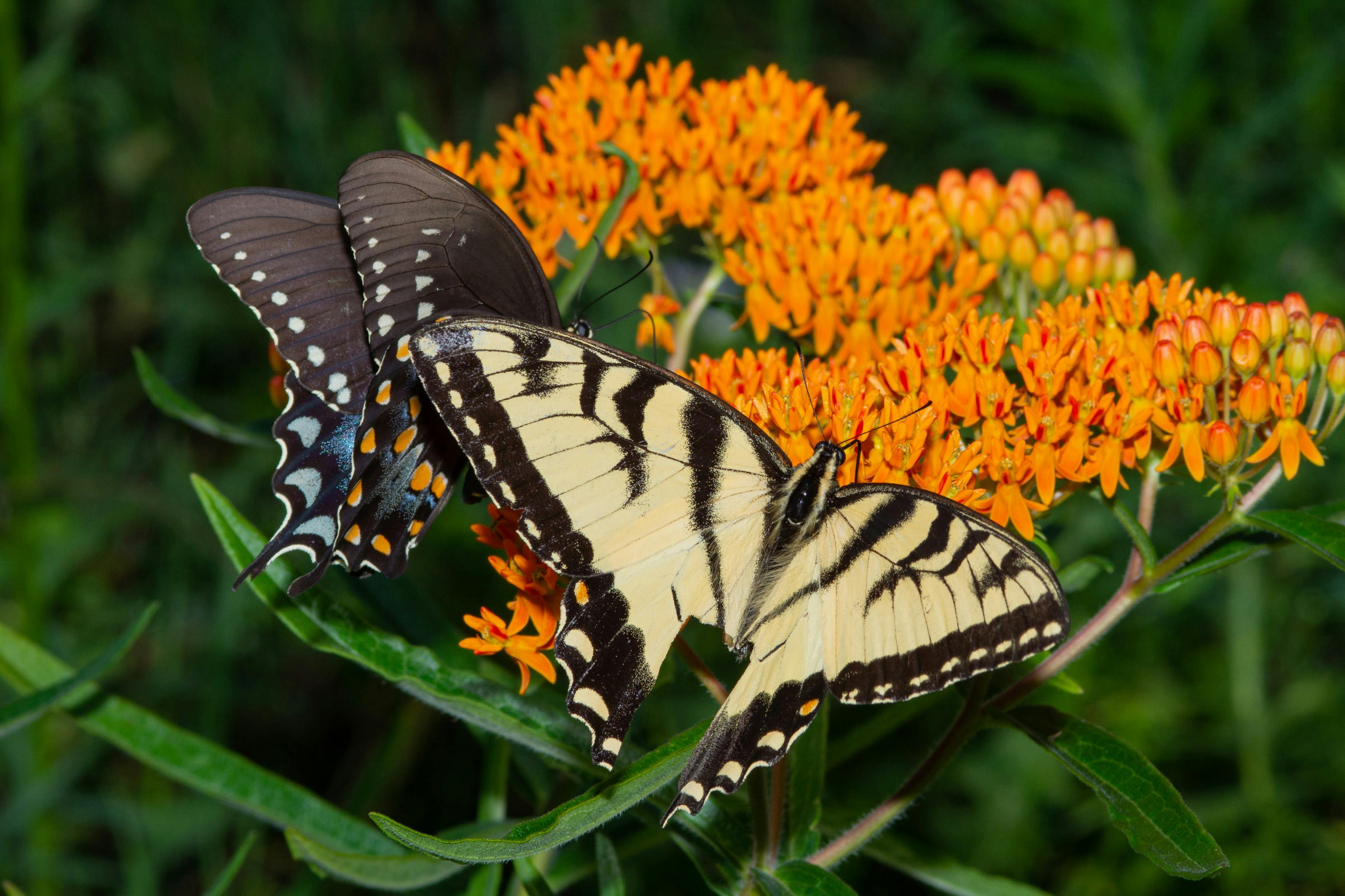 A Pair of Swallowtails Perched on Yellow Flowers · Free Stock Photo