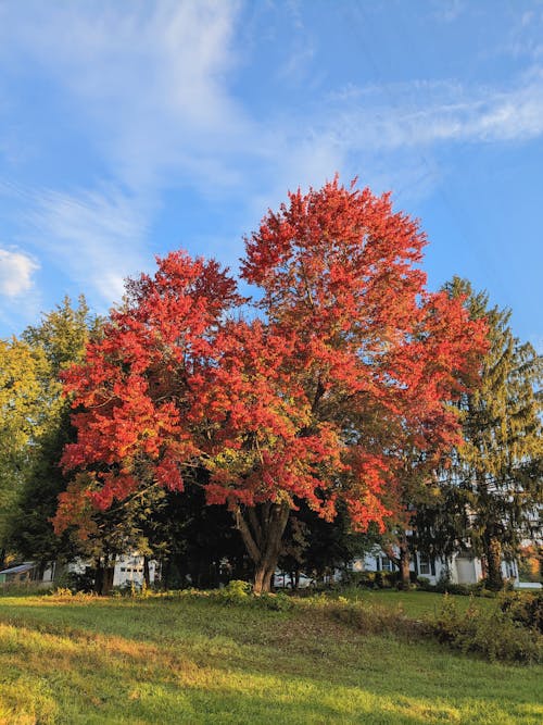 Gratuit Photos gratuites de arbres, automne, ciel bleu Photos