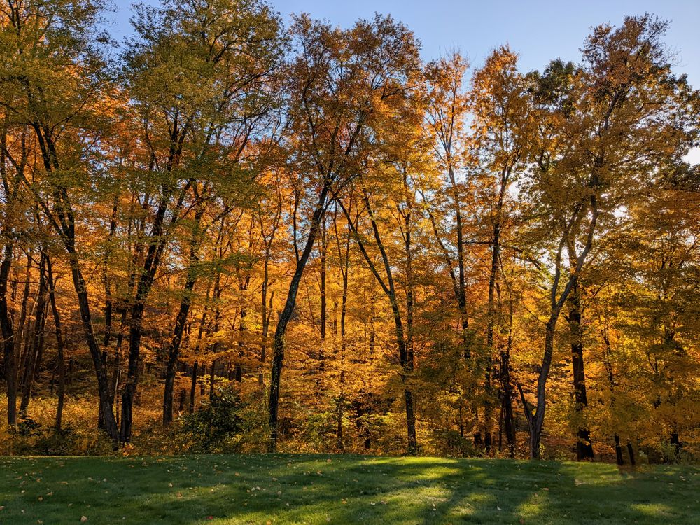 Fall Tree Tem Trees During Fall Season · Free Stock Photo