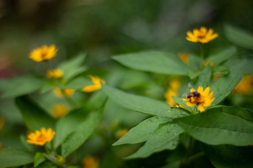 Free close up photography of Yellow Flowers Stock Photo