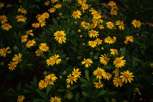 Free close up photography of Yellow Flowers Stock Photo