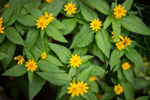 Free close up photography of Yellow Flowers Stock Photo