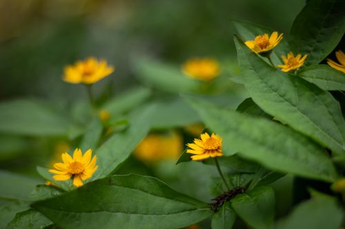 Free close up photography of Yellow Flowers Stock Photo