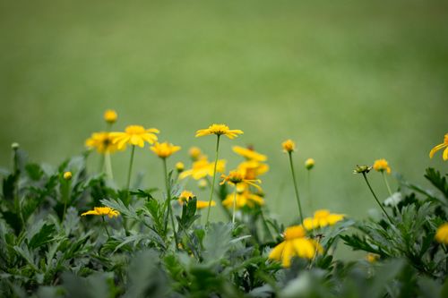 Free close up photography of Yellow Flowers Stock Photo