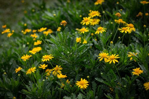 Free close up photography of Yellow Flowers Stock Photo
