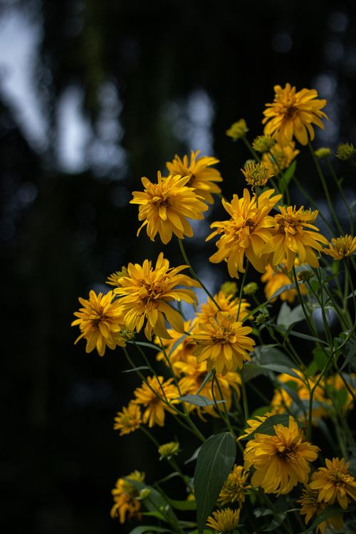 Free close up photography of Yellow Flowers Stock Photo