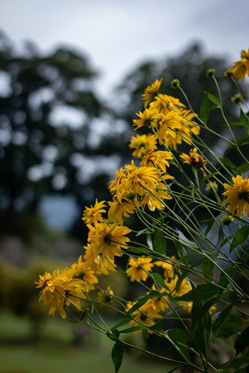 Free close up photography of Yellow Flowers Stock Photo
