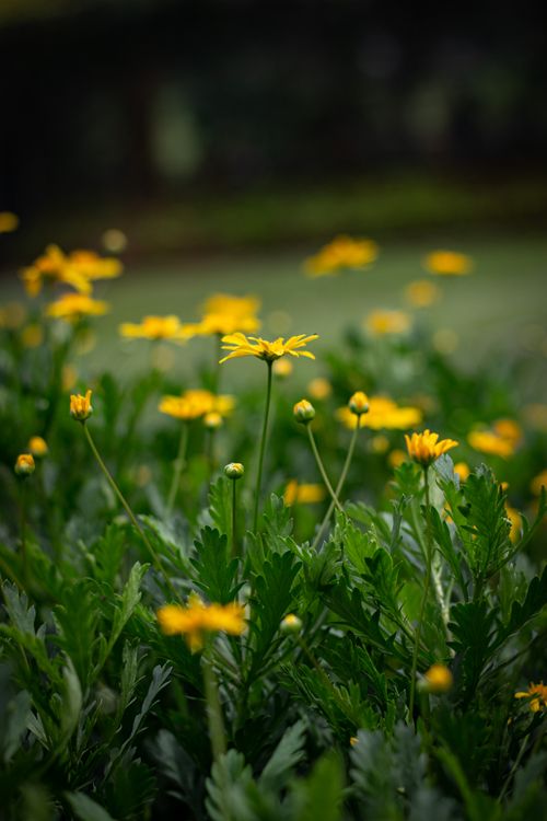Free close up photography of Yellow Flowers Stock Photo