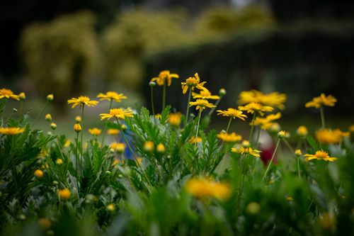 Free close up photography of Yellow Flowers Stock Photo