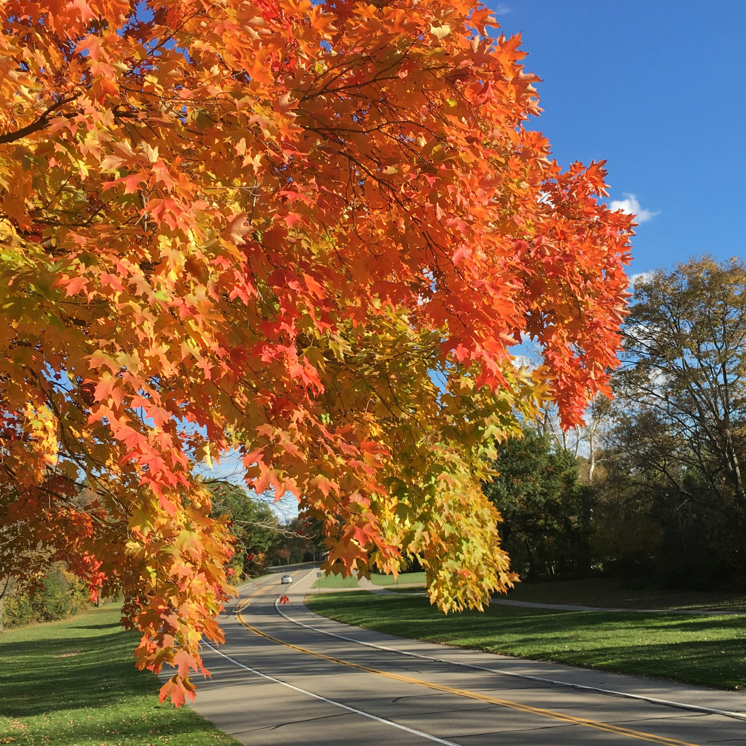 Free Stock Photo Of Fall Colors Fall Foliage Fall Leaves