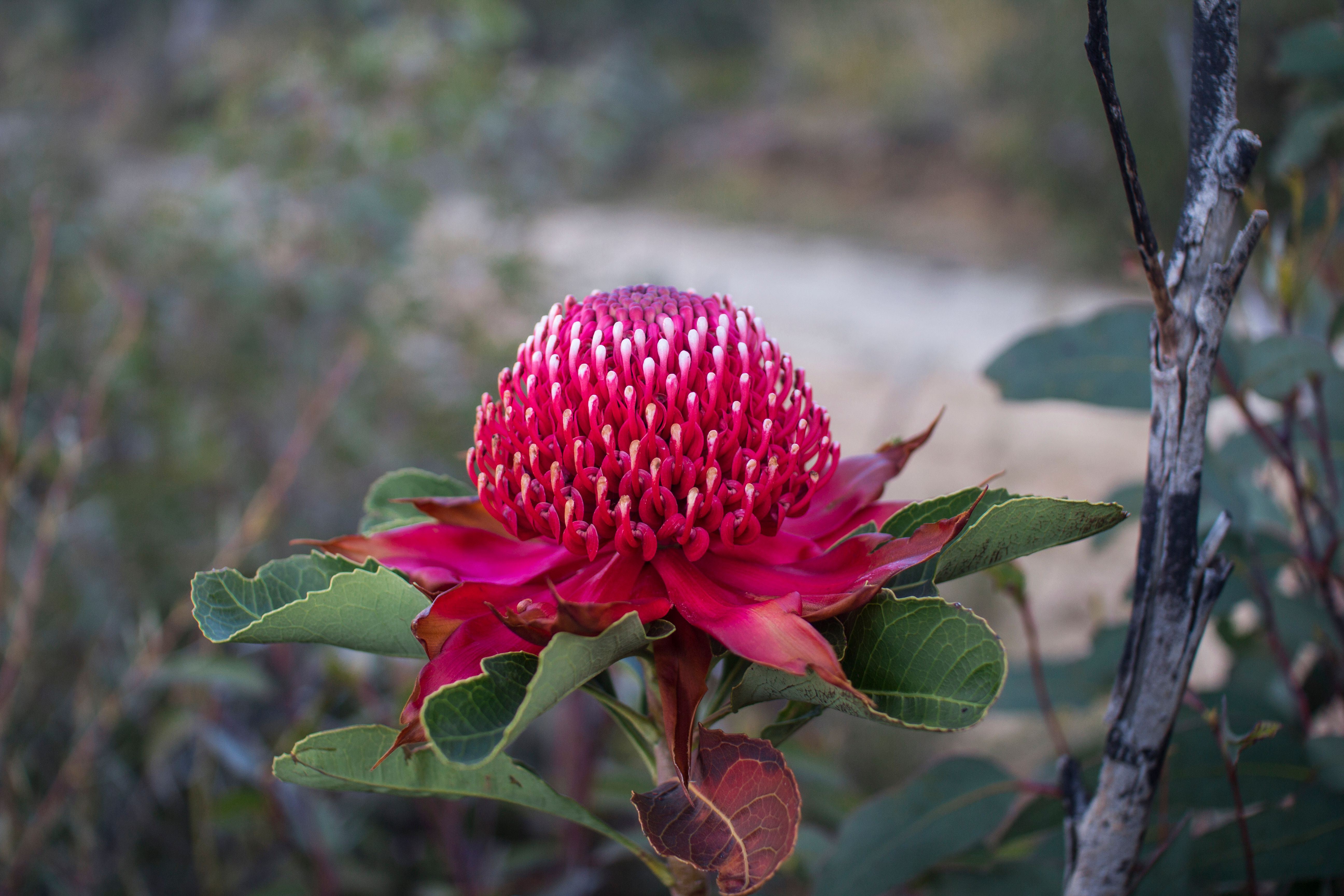 A bold native arrangement featuring waratahs and wattles