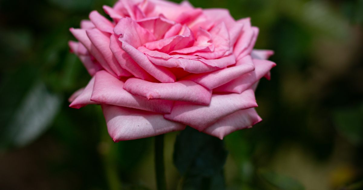 Fine Rose Close Up of Rose Flower · Free Stock Photo