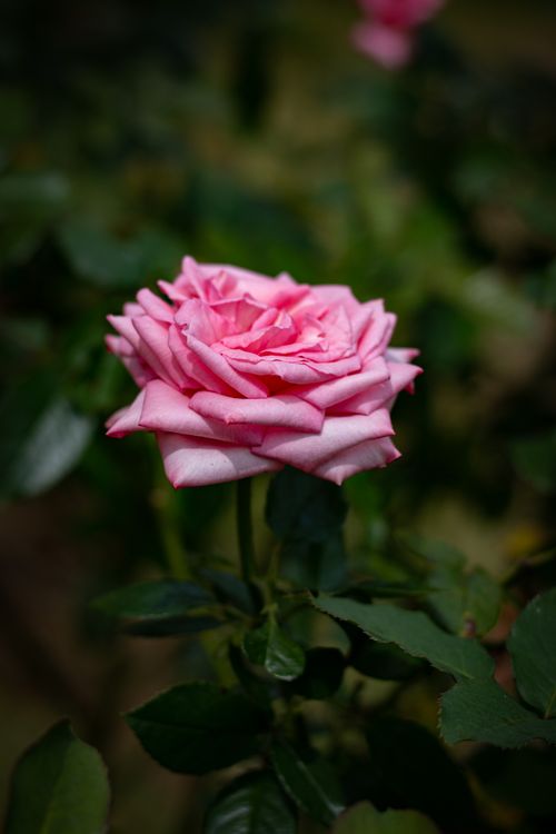 Free A detailed view of a vibrant pink rose in full bloom, surrounded by lush green leaves. Stock Photo