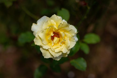 Free close up photo of rose flower Stock Photo