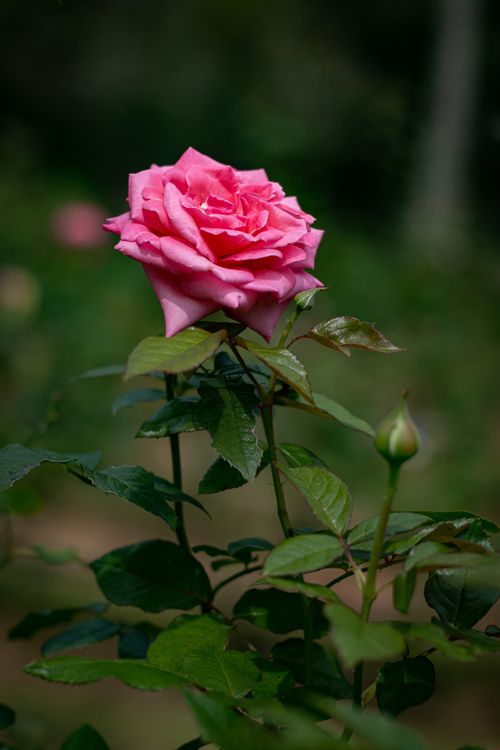 Free close up photo of rose flower Stock Photo